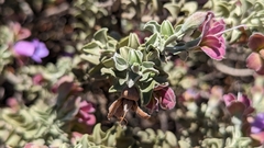 Eremophila rotundifolia