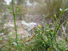 Prostanthera chlorantha
