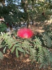 Calliandra haematocephala