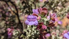 Eremophila rotundifolia