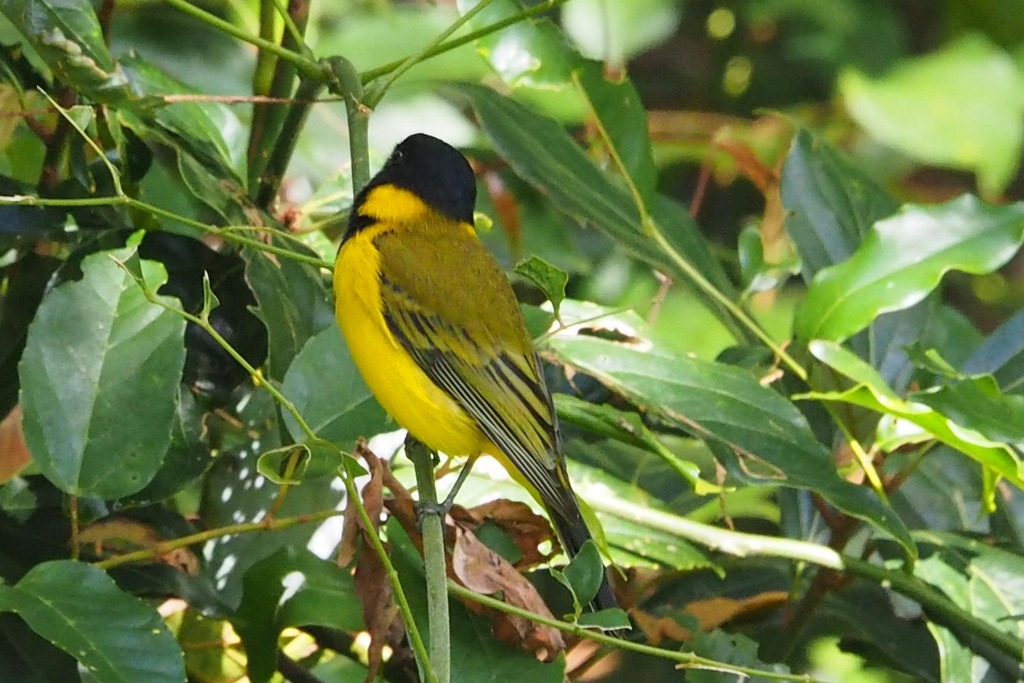 Golden Whistler from Montville QLD 4560, Australia on March 20, 2022 at ...