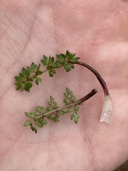 Ranunculus gracilipes