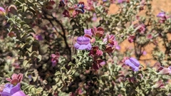 Eremophila rotundifolia