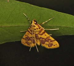 Conogethes haemactalis