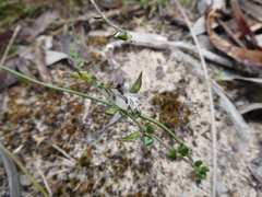 Prostanthera chlorantha