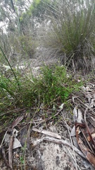 Prostanthera chlorantha