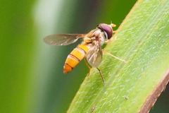 Episyrphus