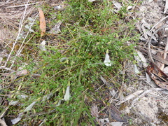 Prostanthera chlorantha