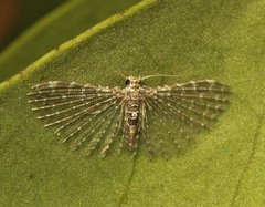 Alucita pygmaea
