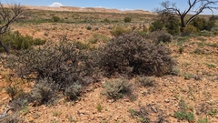 Eremophila rotundifolia