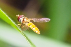 Episyrphus