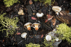 Pholiota nubigena