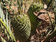 Macrozamia communis