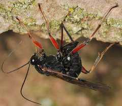 Pimpla turionellae