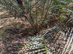 Macrozamia communis