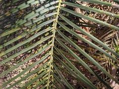 Macrozamia communis