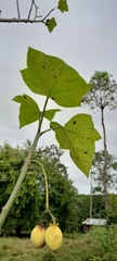 Jatropha curcas