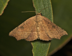 Laspeyria concavata