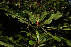 Anopterus macleayanus