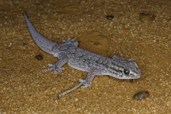 Gehyra versicolor