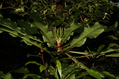 Anopterus macleayanus