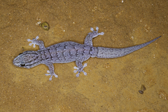 Gehyra versicolor