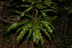 Anopterus macleayanus