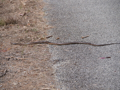 Pseudonaja affinis affinis