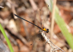 Austroargiolestes chrysoides