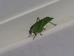 Ephippitytha kuranda