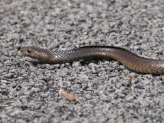 Pseudonaja affinis affinis