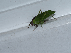 Ephippitytha kuranda