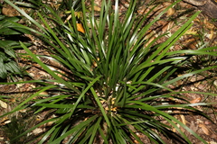 Lomandra spicata