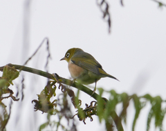 Zosterops lateralis lateralis