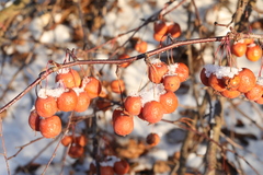 Malus × robusta