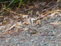 Rhipidura fuliginosa placabilis