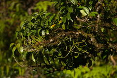 Antidesma platyphyllum