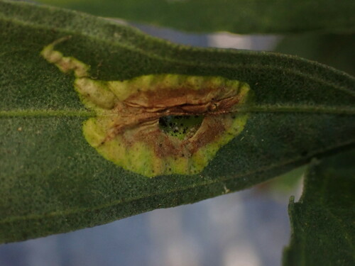 iNaturalist observation photo of Cremastobombycia
