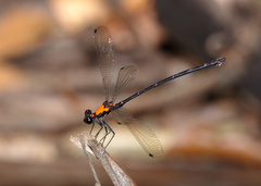 Austroargiolestes chrysoides