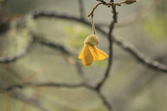 Sophora chrysophylla