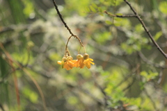 Sophora chrysophylla