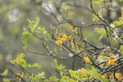 Sophora chrysophylla