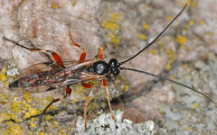 Pimpla turionellae