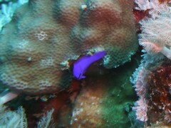 Pseudochromis fridmani