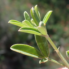 Indigofera candicans