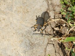 Brachycerus