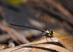 Austroargiolestes chrysoides