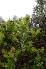 Vaccinium dentatum