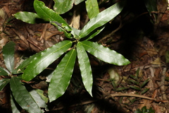 Carronia multisepalea