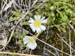 Brachyscome sinclairii